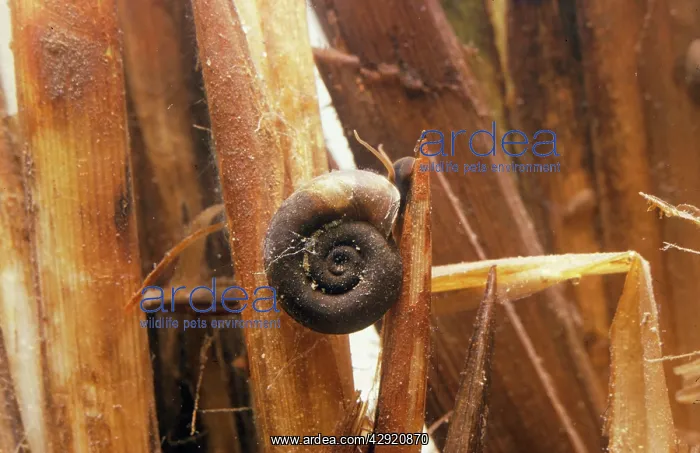 : Great Ramshorn Snail