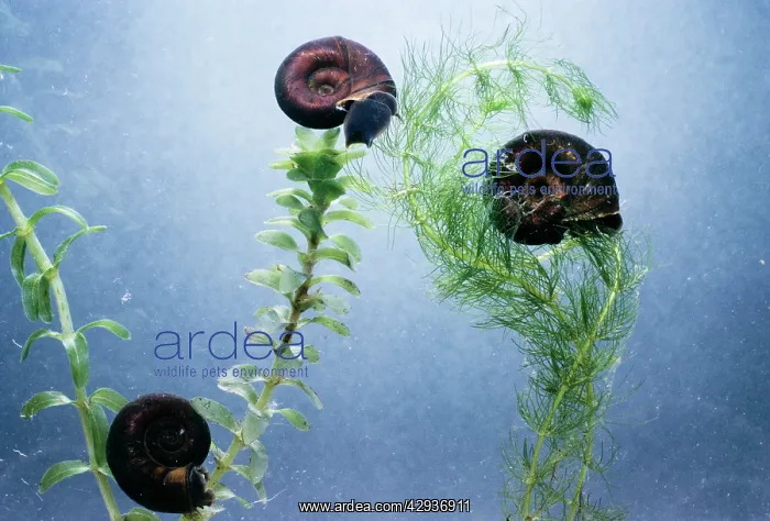 : Great Ramshorn SNAILS : Great Ramshorn SNAILS