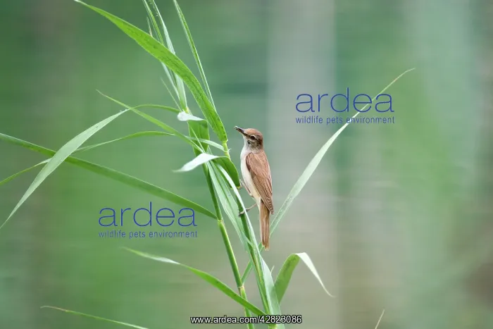 : Great Reed Warbler : Great Reed Warbler