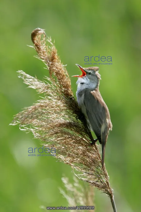 : Great Reed-Warbler : Great Reed-Warbler