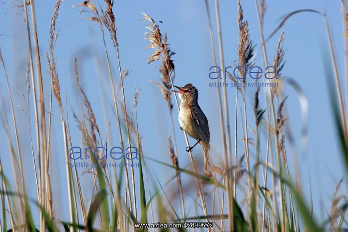 : Great Reed-Warbler : Great Reed-Warbler