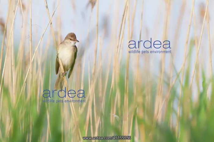 : Great Reed Warbler : Great Reed Warbler