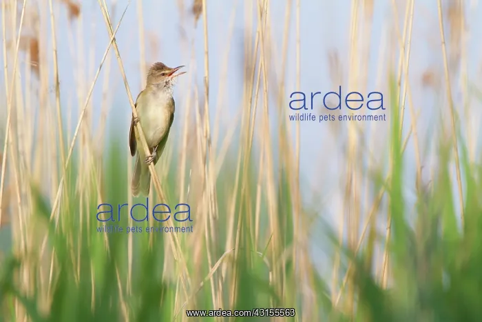 : Great Reed Warbler : Great Reed Warbler