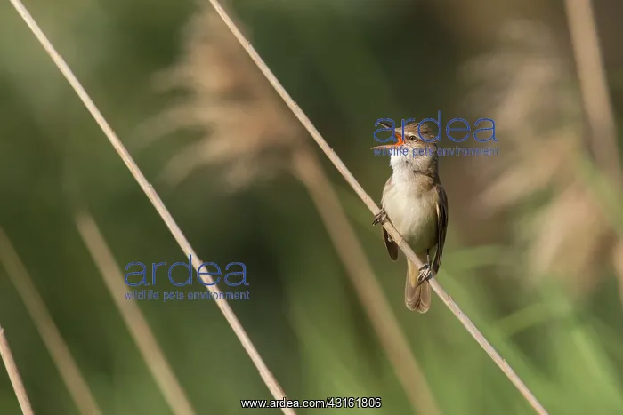 : Great Reed Warbler : Great Reed Warbler