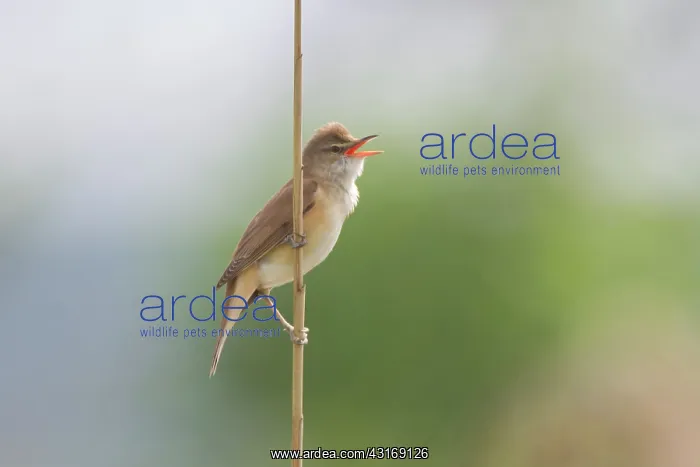: Great Reed Warbler : Great Reed Warbler