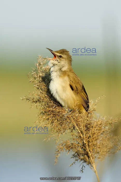 : Great Reed-Warbler (Acrocephalus arundinaceus) : Great Reed-Warbler (Acrocephalus arundinaceus)