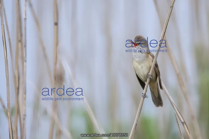 : Great Reed Warbler (Acrocephalus arundinaceus) : Great Reed Warbler (Acrocephalus arundinaceus)