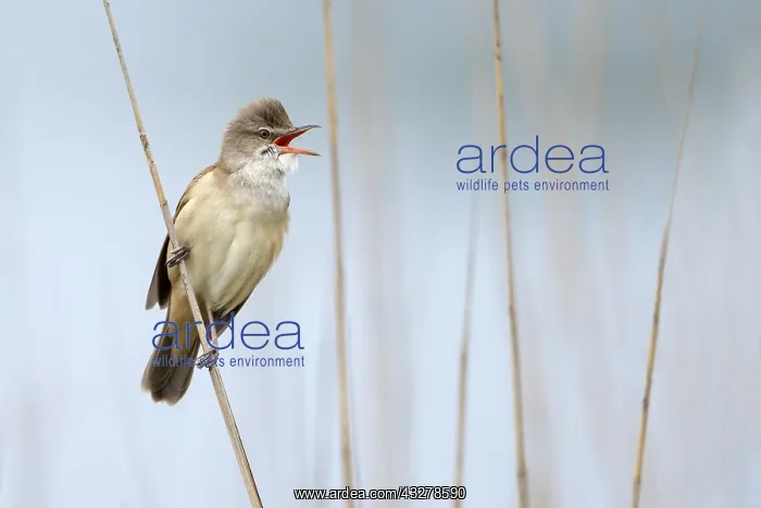 : Great Reed Warbler (Acrocephalus arundinaceus) : Great Reed Warbler (Acrocephalus arundinaceus)