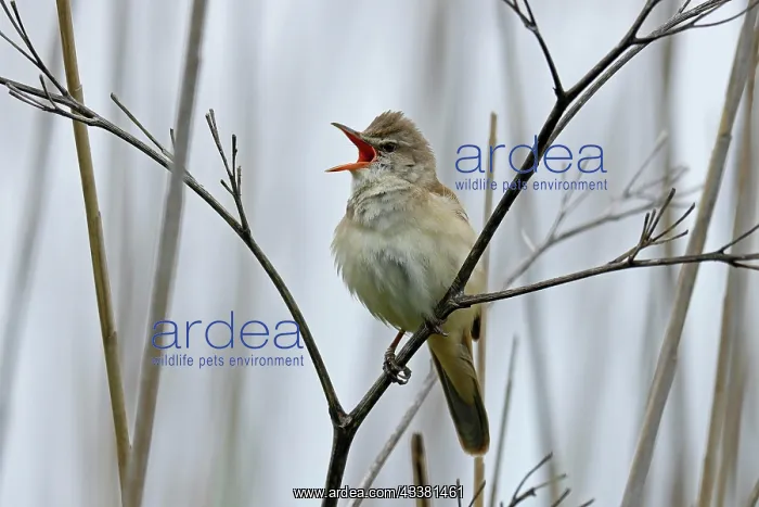 : Great reed warbler (Acrocephalus arundinaceus) o : Great reed warbler (Acrocephalus arundinaceus) o