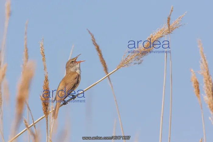 : Great Reed Warbler (Acrocephalus arundinaceus) singing : Great Reed Warbler (Acrocephalus arundinaceus) singing
