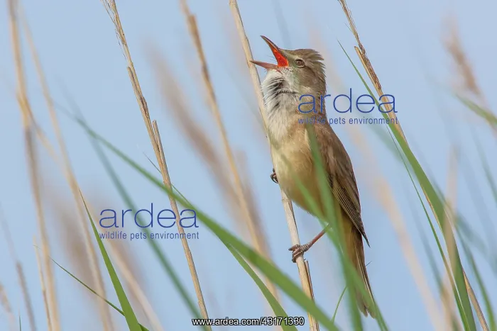 : Great Reed Warbler (Acrocephalus arundinaceus) singing : Great Reed Warbler (Acrocephalus arundinaceus) singing