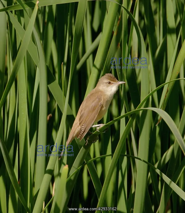 : Great Reed Warbler - Adult, April : Great Reed Warbler - Adult, April