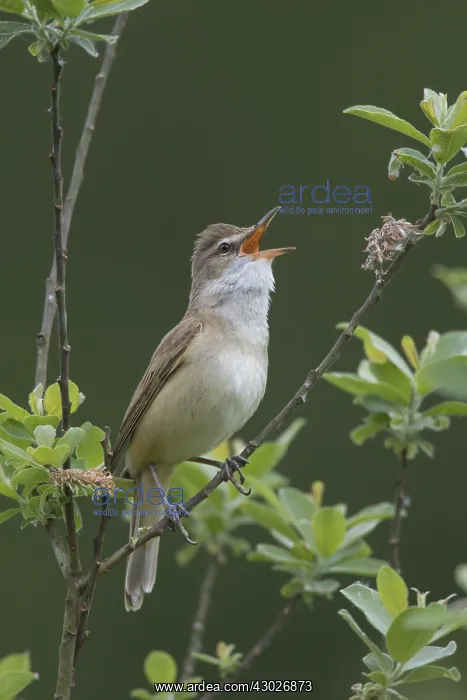 : Great Reed Warbler - adult male singing - Germany : Great Reed Warbler - adult male singing - Germany