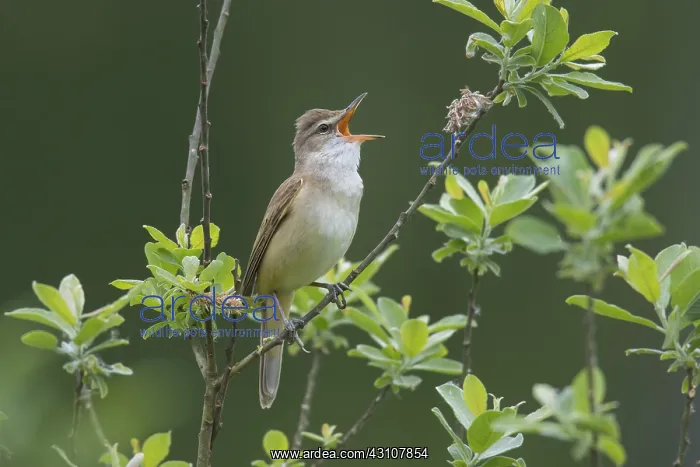 : Great Reed Warbler - adult male singing - Germany : Great Reed Warbler - adult male singing - Germany