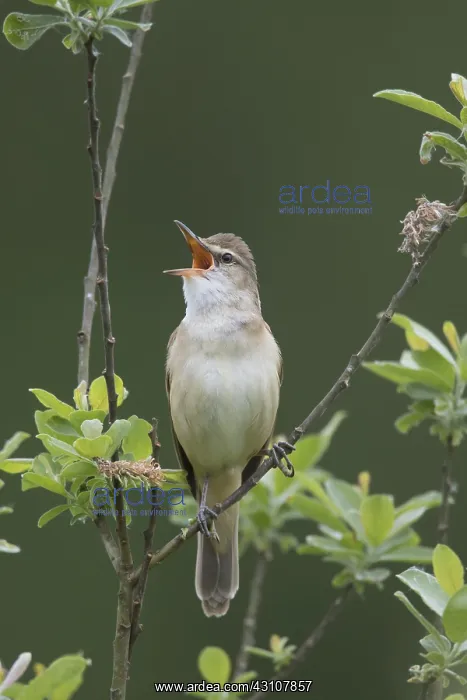 : Great Reed Warbler - adult male singing - Germany : Great Reed Warbler - adult male singing - Germany