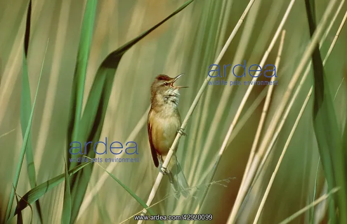  : Great Reed WARBLER - calling from grass-stem perch
