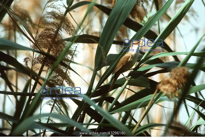 : GREAT REED WARBLER - calling, singing : GREAT REED WARBLER - calling, singing