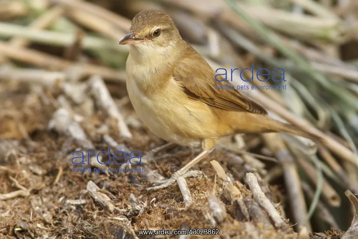 : Great Reed Warbler on marsh floor Castilla La Mancha Sp : Great Reed Warbler on marsh floor Castilla La Mancha Sp
