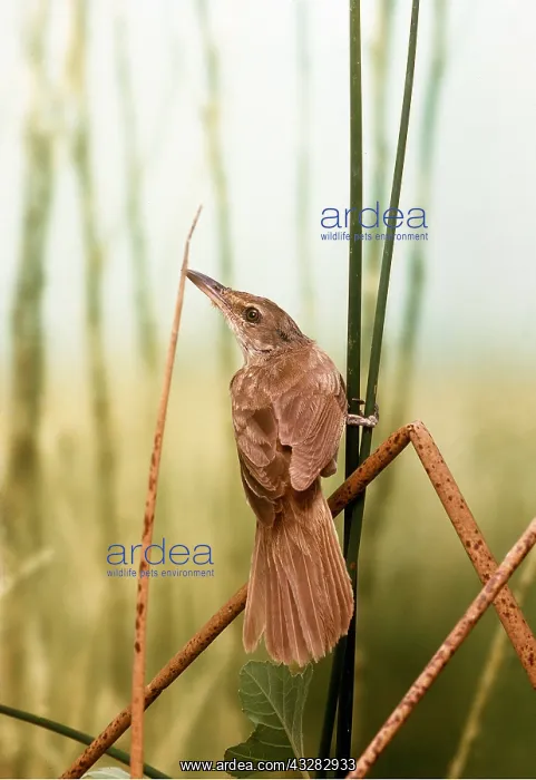 : GREAT REED WARBLER - perched on reed : GREAT REED WARBLER - perched on reed