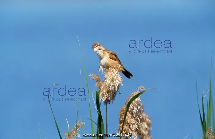 : GREAT REED WARBLER - ON REED : GREAT REED WARBLER - ON REED