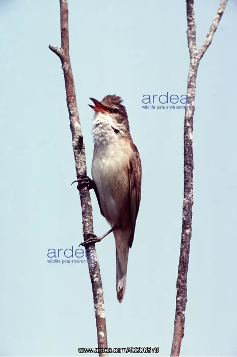 : GREAT REED WARBLER - singing : GREAT REED WARBLER - singing