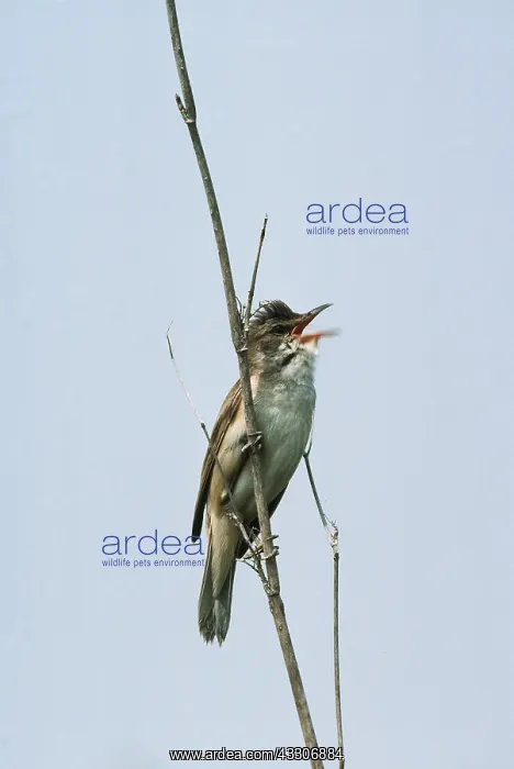 : GREAT REED WARBLER - singing : GREAT REED WARBLER - singing