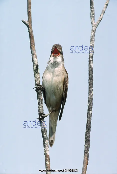: GREAT REED WARBLER - singing, on branch : GREAT REED WARBLER - singing, on branch