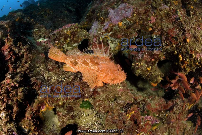 : great rockfish, Scorpaena scrofa, Vervece rock, Marine Prote : great rockfish, Scorpaena scrofa, Vervece rock, Marine Prote