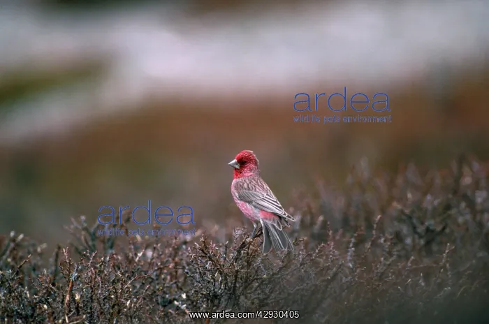 : Great Rosefinch - on hippophae sp : Great Rosefinch - on hippophae sp