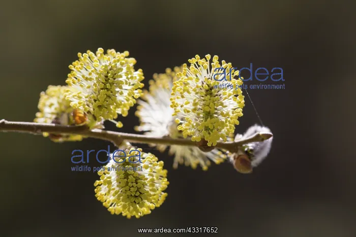 : Great Sallow, Goat Willow, Pussy Willow - flowering : Great Sallow, Goat Willow, Pussy Willow - flowering