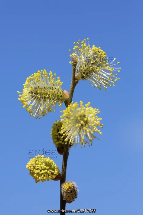 : Great Sallow, Goat Willow, Pussy Willow - flowering : Great Sallow, Goat Willow, Pussy Willow - flowering