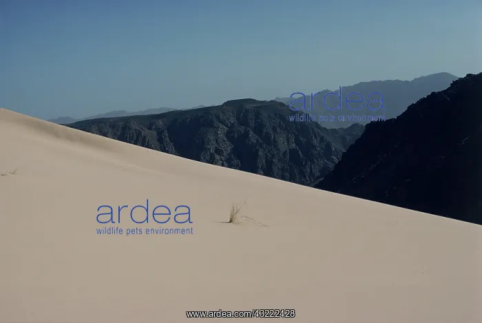  : Great Sand Dunes of Birkat Baraka