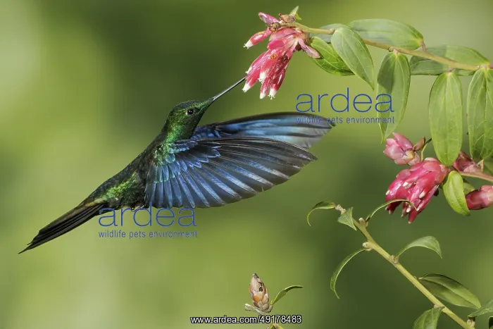 : Great Saphirewing (Pterophanes cyanopterus) flying and feeding at a flower in the mountains of Colombia : Great Saphirewing (Pterophanes cyanopterus) flying and feeding at a flower in the mountains of Colombia