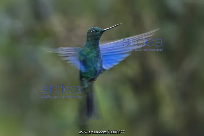 : Great Sapphirewing (Pterophanes cyanopterus) Los : Great Sapphirewing (Pterophanes cyanopterus) Los