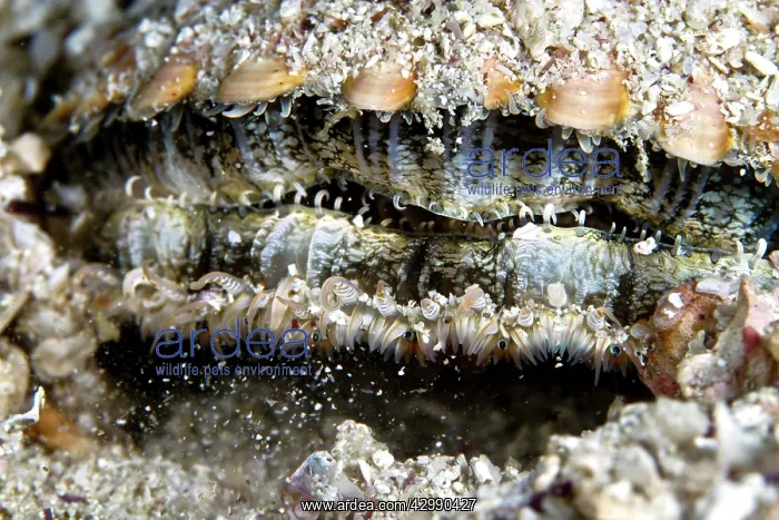 : Great Scallop : Great Scallop