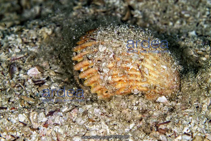 : Great Scallop : Great Scallop