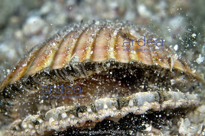 : Great Scallop : Great Scallop