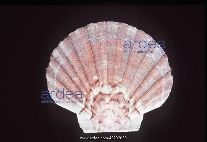 : GREAT SCALLOP SHELL : GREAT SCALLOP SHELL