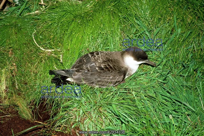 : Great Shearwater : Great Shearwater