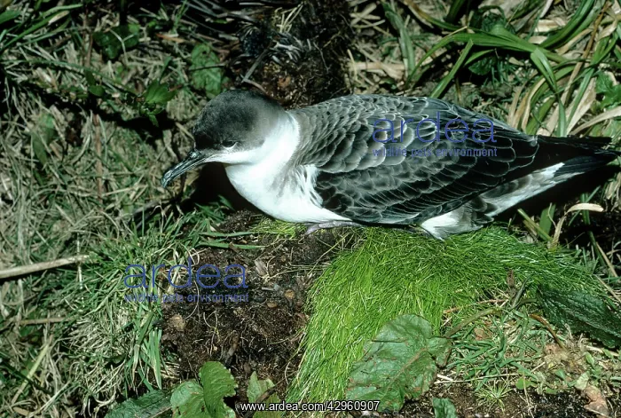  : Great Shearwater