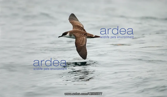 : Great SHEARWATER - in flight over water : Great SHEARWATER - in flight over water