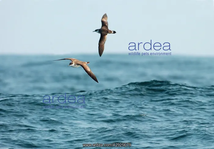: Great Shearwater - In flight over water : Great Shearwater - In flight over water