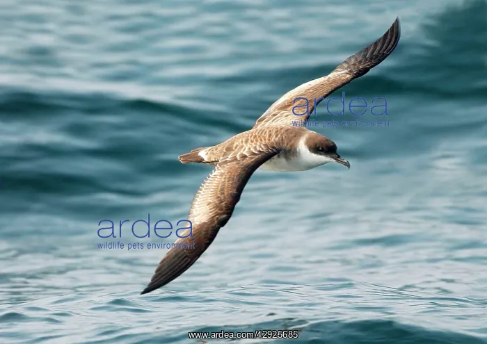 : Great Shearwater - In flight over water : Great Shearwater - In flight over water