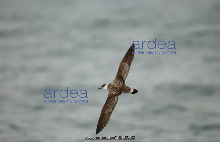 : Great Shearwater - In flight over water : Great Shearwater - In flight over water