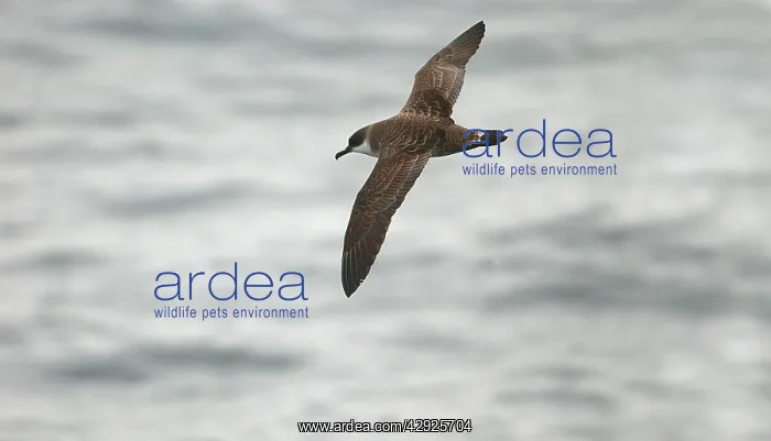 : Great Shearwater - In flight over water : Great Shearwater - In flight over water