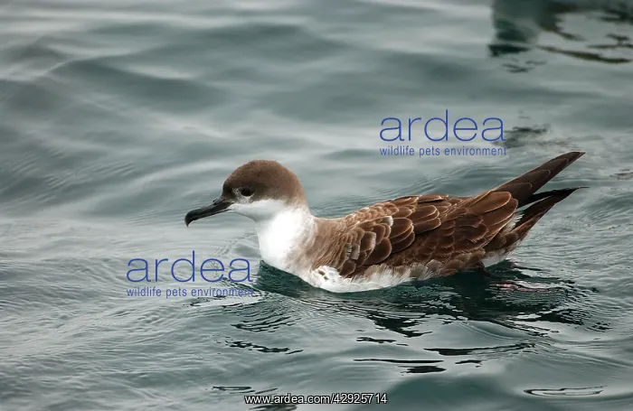 : Great Shearwater - On water : Great Shearwater - On water