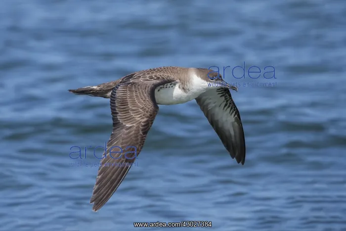 : Great Shearwaters - Ardenna gravis - foraging : Great Shearwaters - Ardenna gravis - foraging