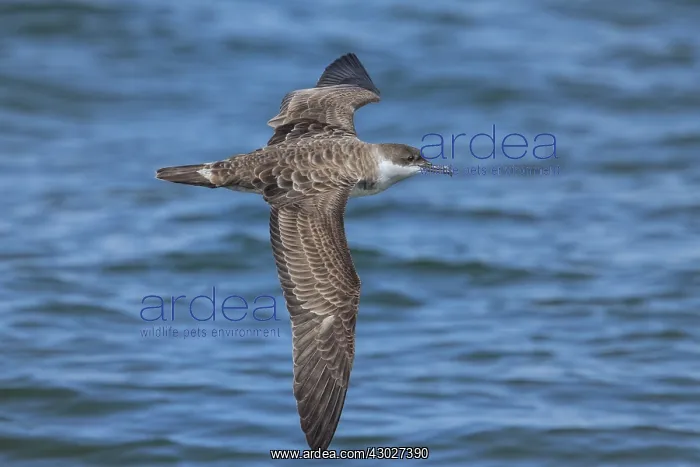 : Great Shearwaters - Ardenna gravis - foraging : Great Shearwaters - Ardenna gravis - foraging