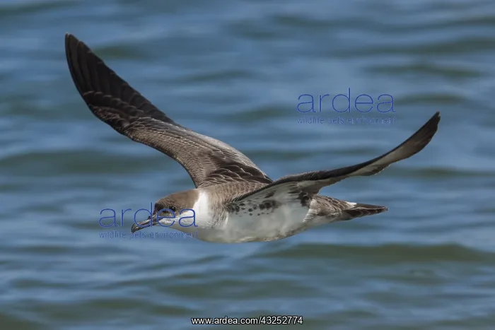 : Great Shearwaters - Ardenna gravis - foraging : Great Shearwaters - Ardenna gravis - foraging