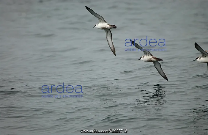: Great Shearwaters - In flight over water : Great Shearwaters - In flight over water